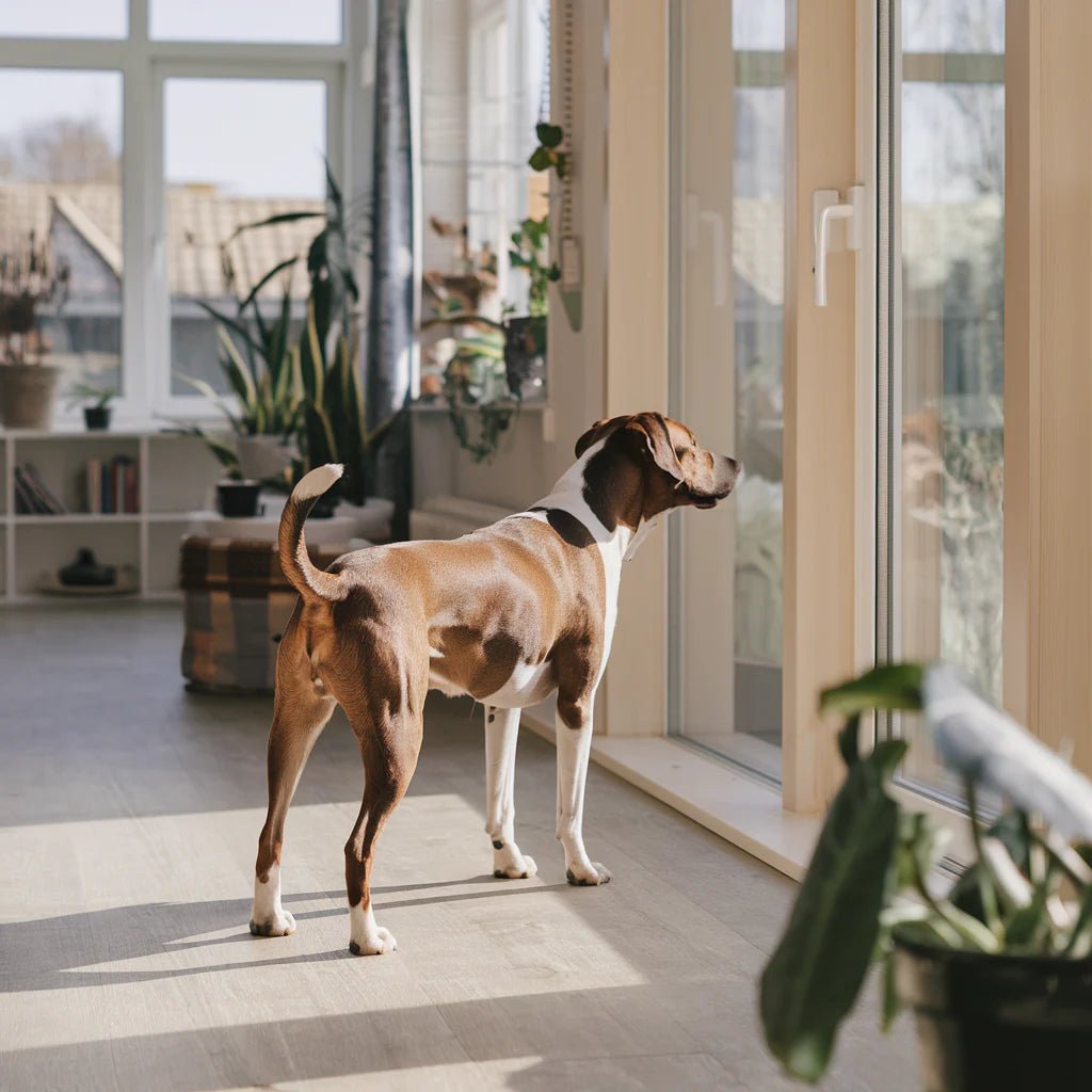 How Long Can a Dog Be Left Alone? - PetSo