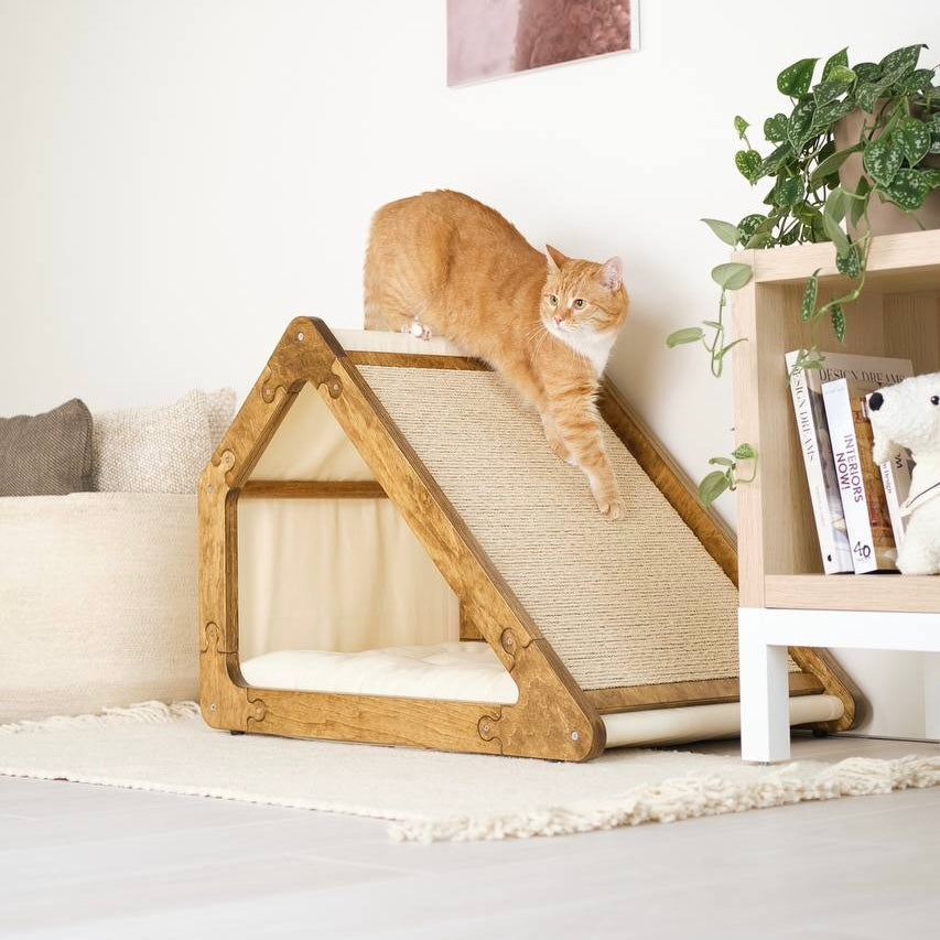 Why cats need personal space even in a loving home