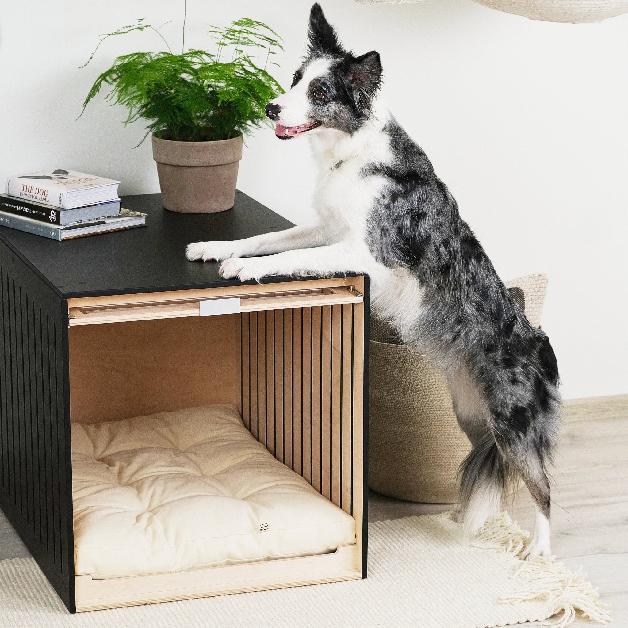 Condo Cane Dog house PetSo